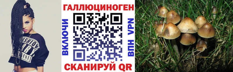 Купить Долинск Галлюциногенные грибы Psilocybine cubensis